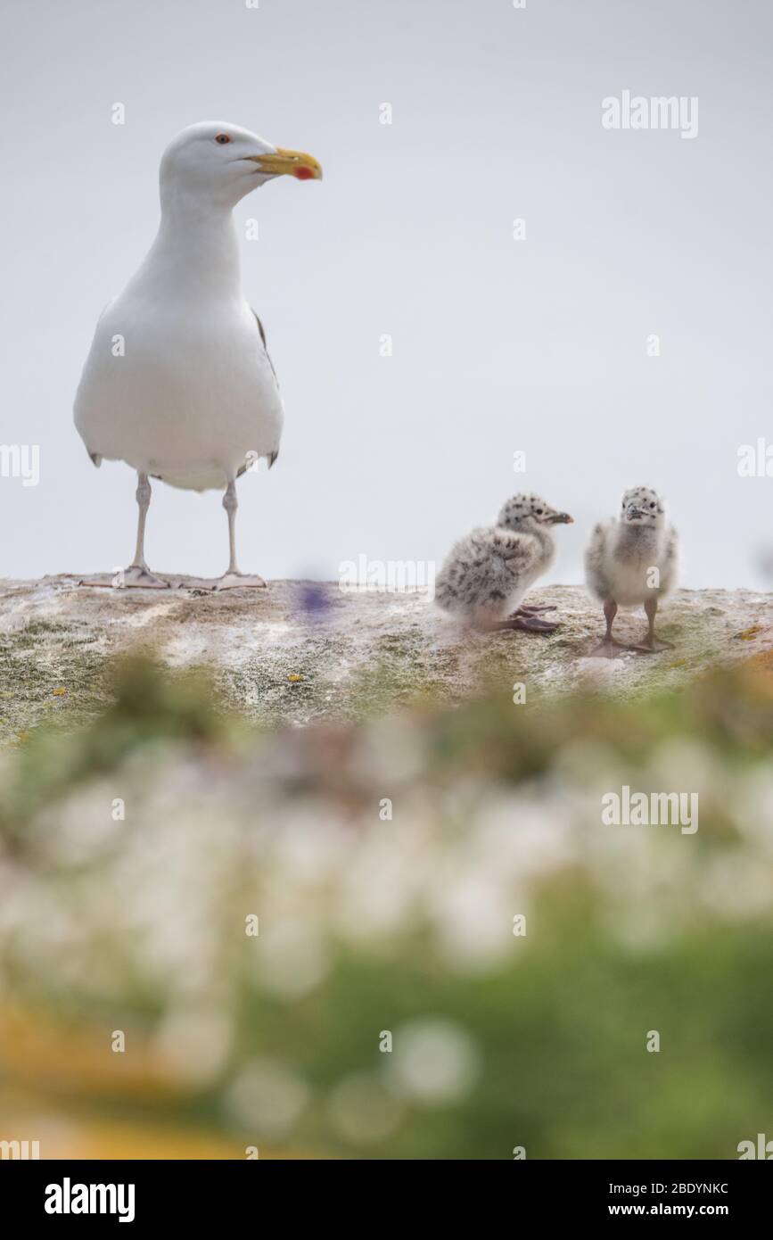 Salty Island - Tiere Stockfoto