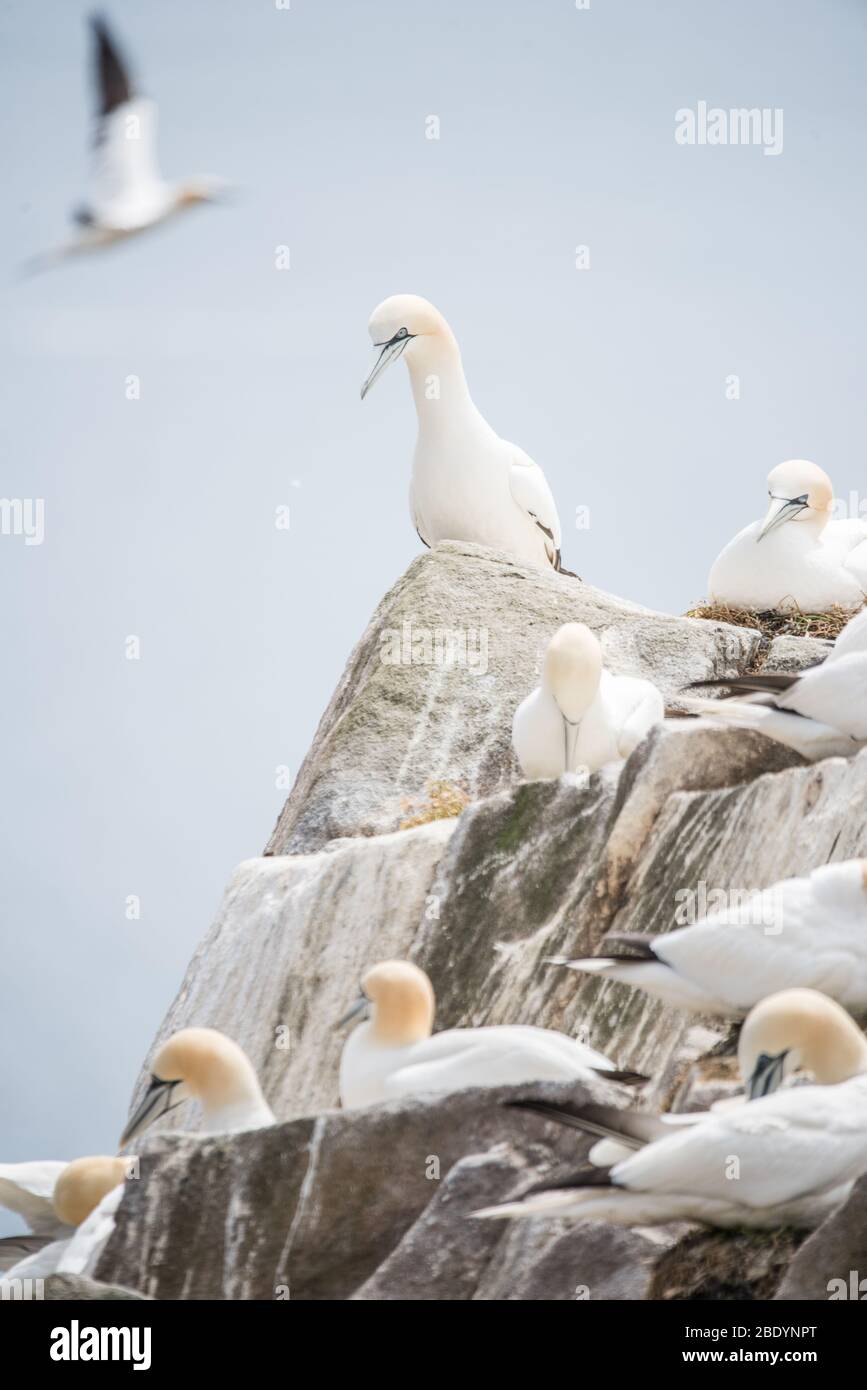 Salty Island - Tiere Stockfoto