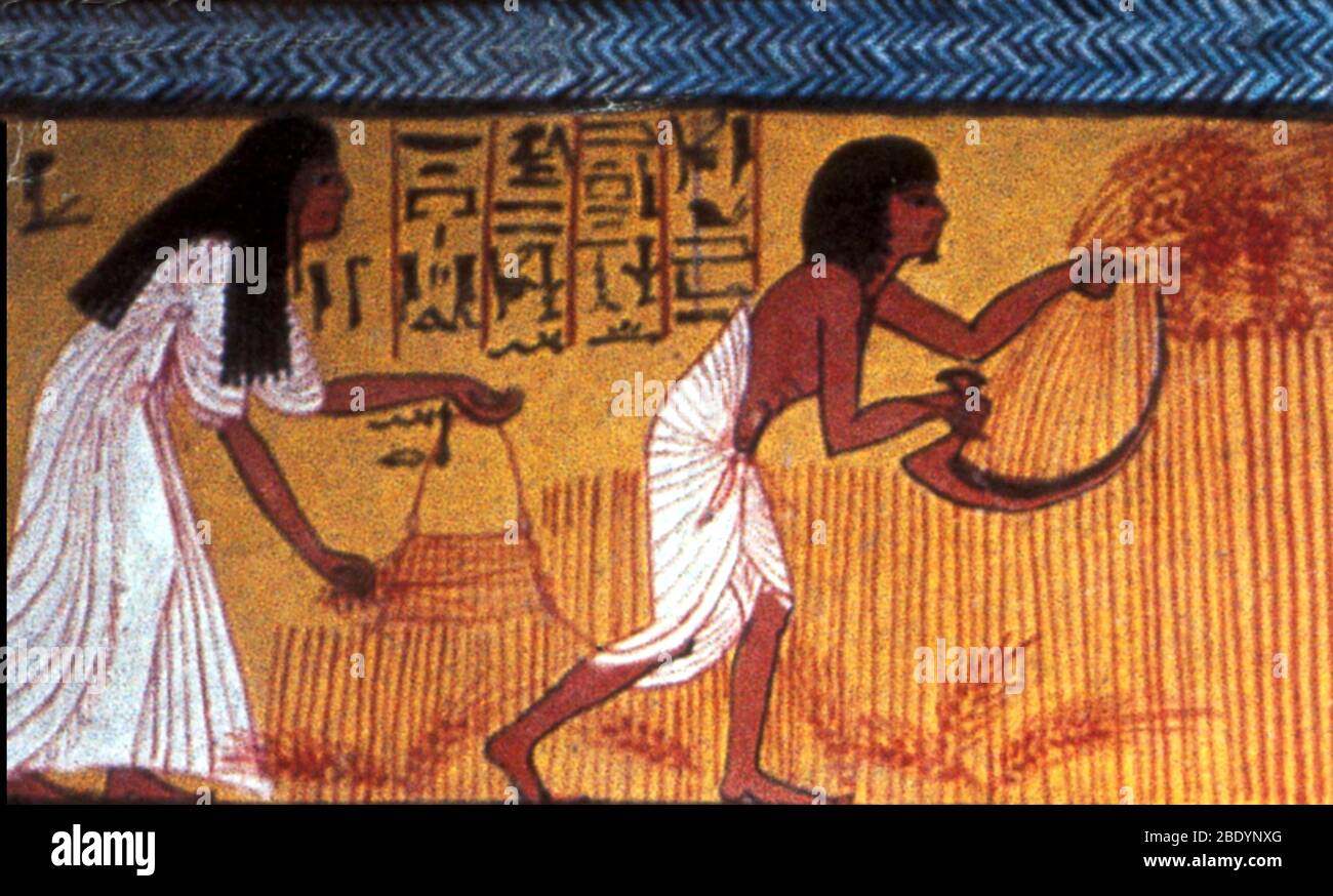 Alte ägyptische Landwirtschaft, 1200 v. Chr. Stockfoto