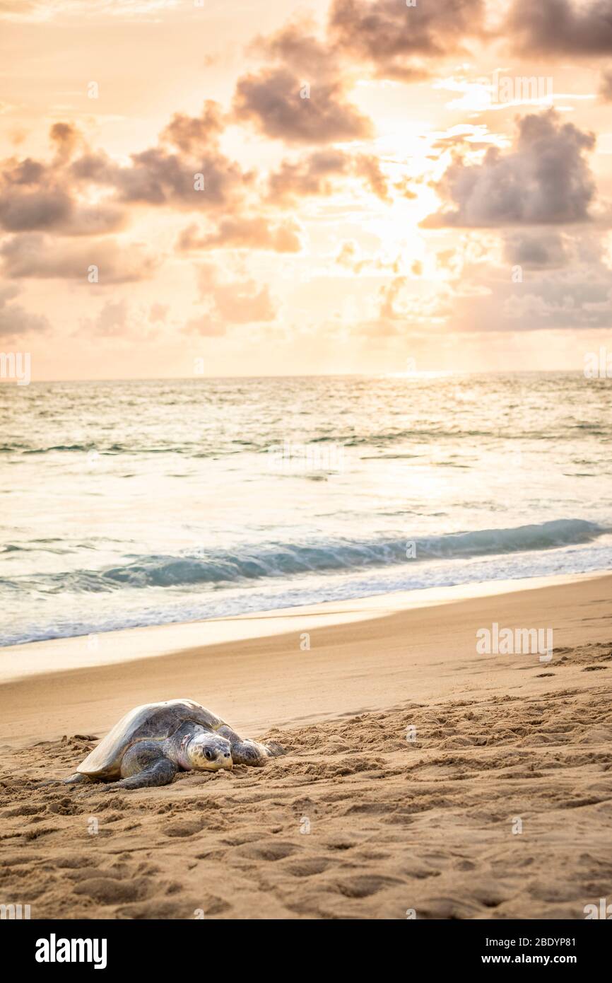 Eine Olive Ridley Meeresschildkröte kommt an, um Eier am Ixtapilla Beach in Michoacan, Mexiko, zu legen. Stockfoto