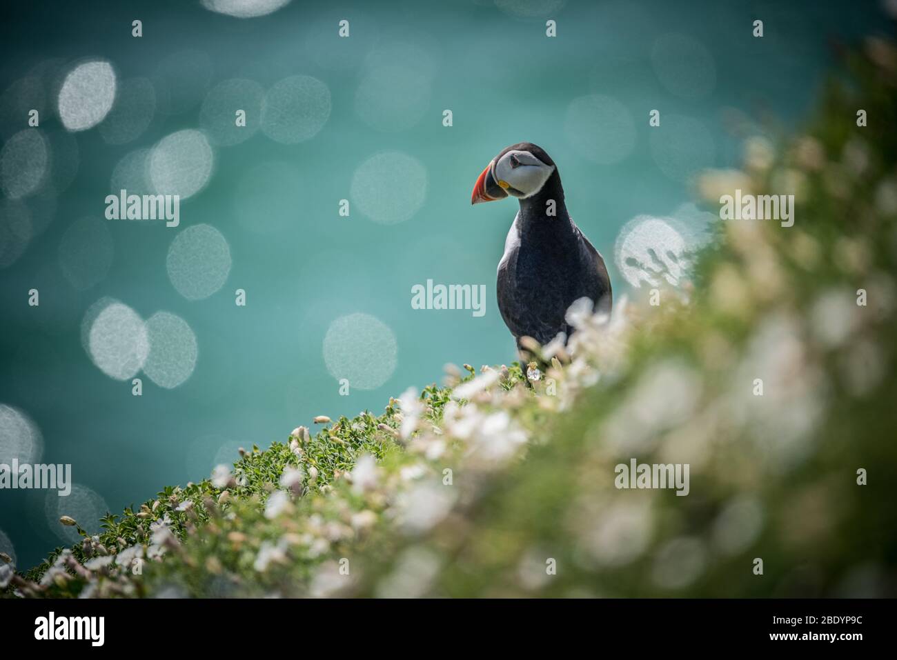 Salty Island - Tiere Stockfoto