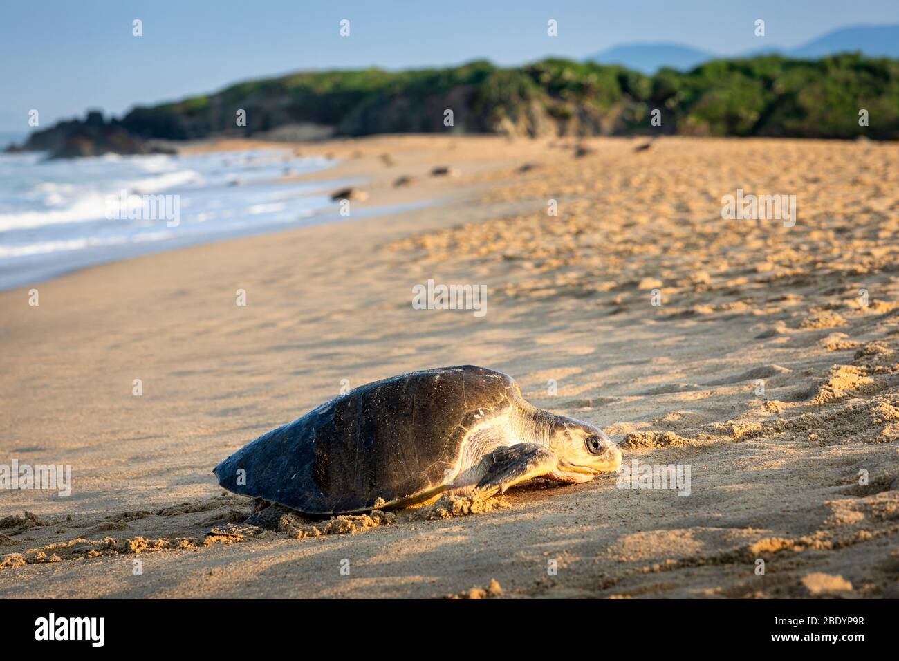 Olive Ridley Meeresschildkröten kommen an Land, um Eier am Ixtapilla Beach in Michoacan, Mexiko, zu legen. Stockfoto