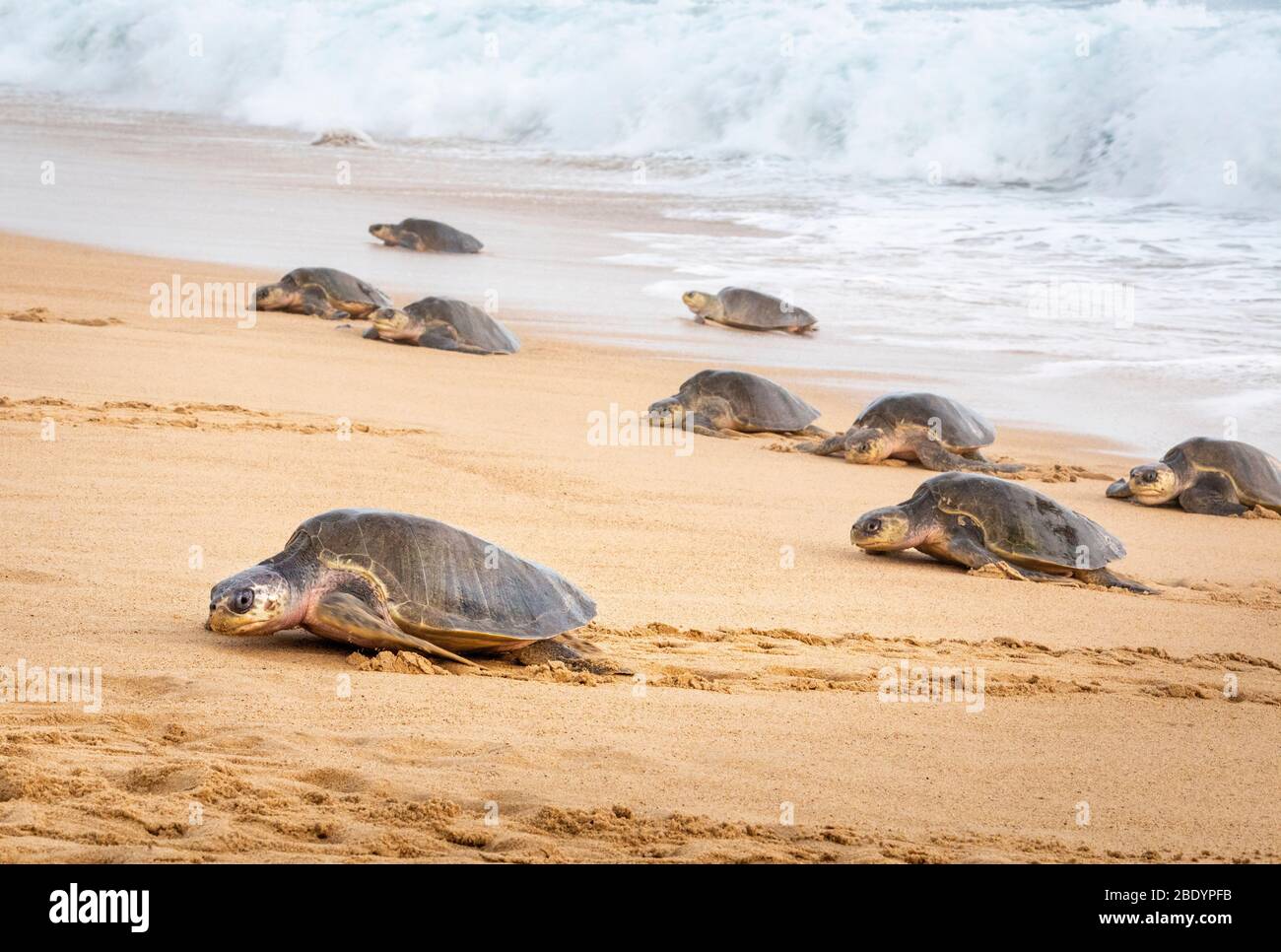 Olive Ridley Meeresschildkröten kommen an, um Eier am Ixtapilla Beach in Michoacan, Mexiko, zu legen. Stockfoto