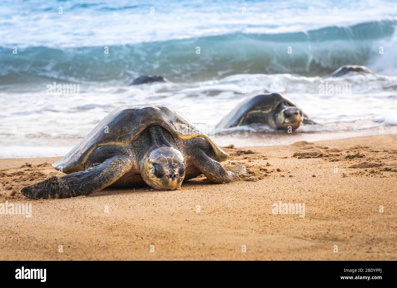 Olive Ridley Meeresschildkröten kommen zu ihrem Nistplatz am Ixtapilla Beach in Michoacan, Mexiko. Stockfoto