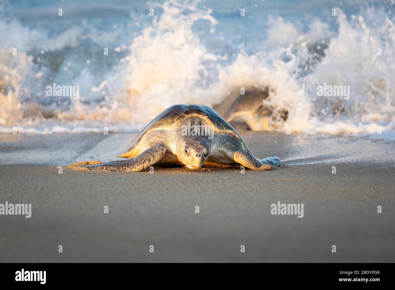 Olive Ridley Meeresschildkröten kommen am Ixtapilla Beach in Michoacan, Mexiko, ans Ufer. Stockfoto