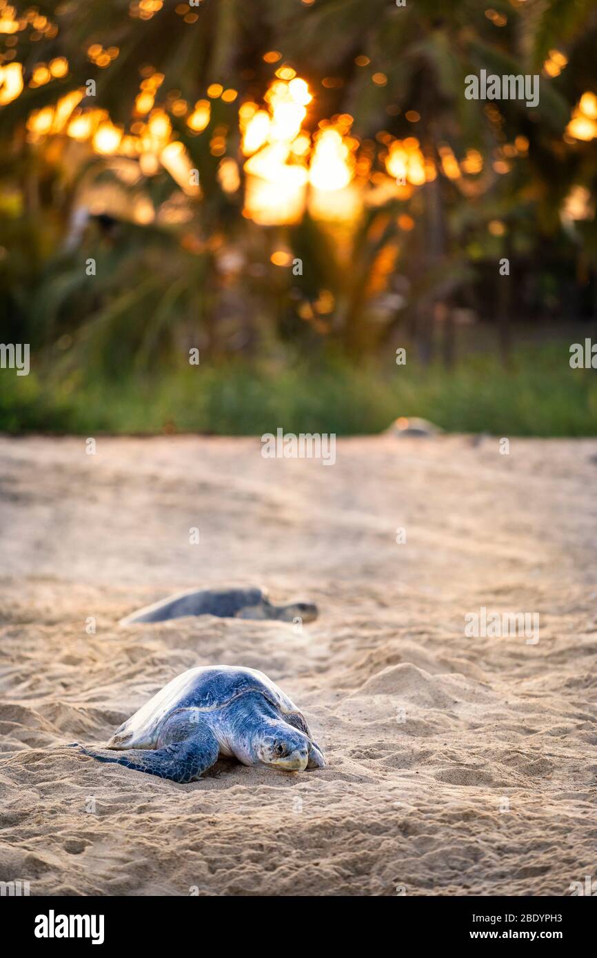 Olive Ridley Meeresschildkröten bei Sonnenaufgang am Ixtapilla Beach in Michoacan, Mexiko. Stockfoto