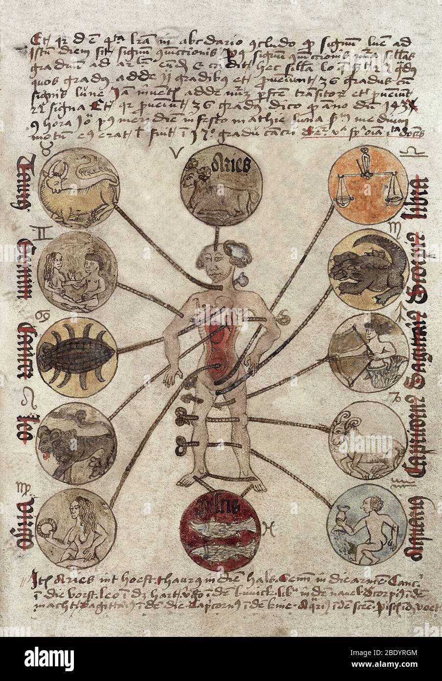 Zodiac Man, Medizinische Astrologie, 1488 Stockfoto