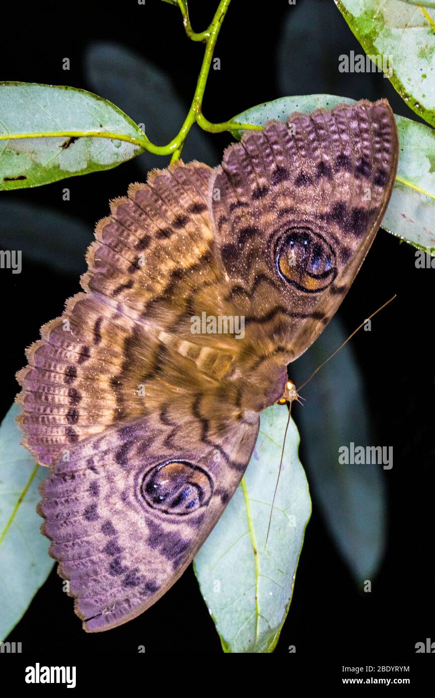 Nahaufnahme des Schmetterlings, Madagaskar Stockfoto