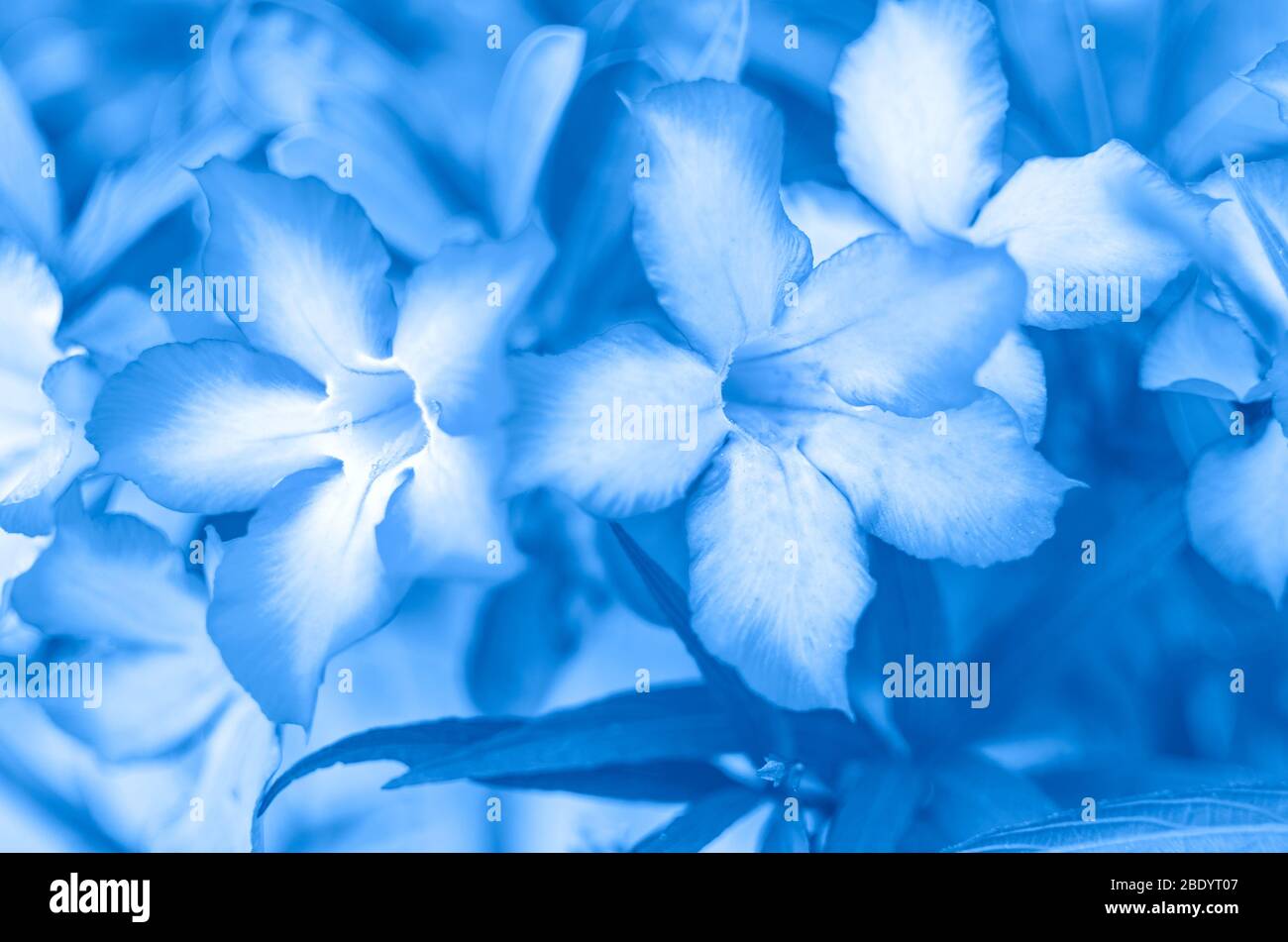Blauer Blumenhintergrund. Blüten von adenium obesum oder tropische Wüstenrosenblüte. In blauer Farbe getönt. Foto mit geringer Schärfentiefe und Soft-FOC Stockfoto