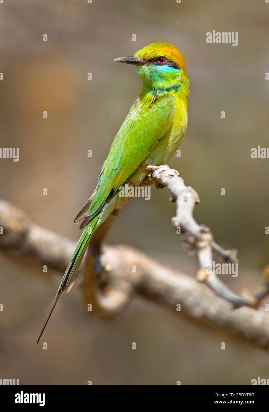 Grüner Bienenfresser (Merops orientalis), der an Ast blättert, Indien Stockfoto