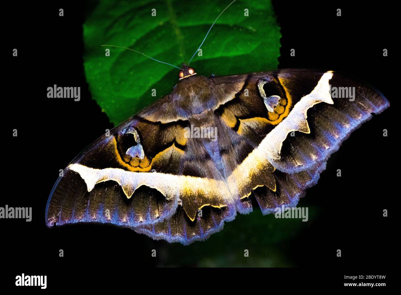 Schmetterling auf Blatt, Madagaskar Stockfoto