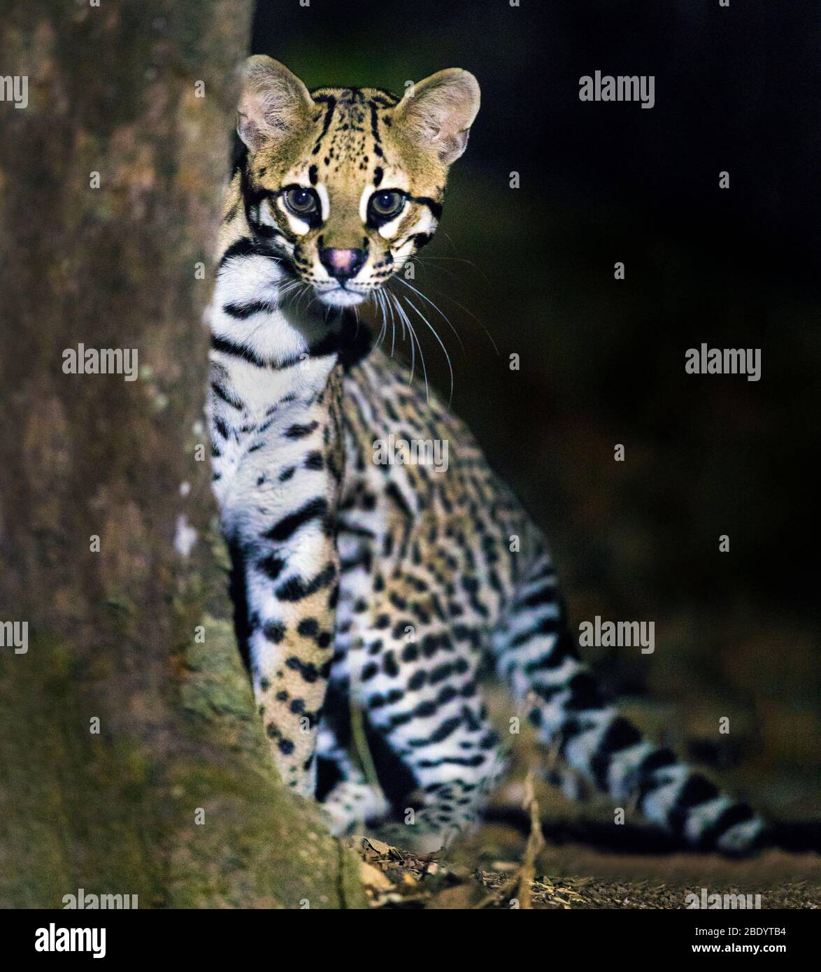 Ocelot (Leopardus pardalis), Pantanal, Brasilien Stockfoto