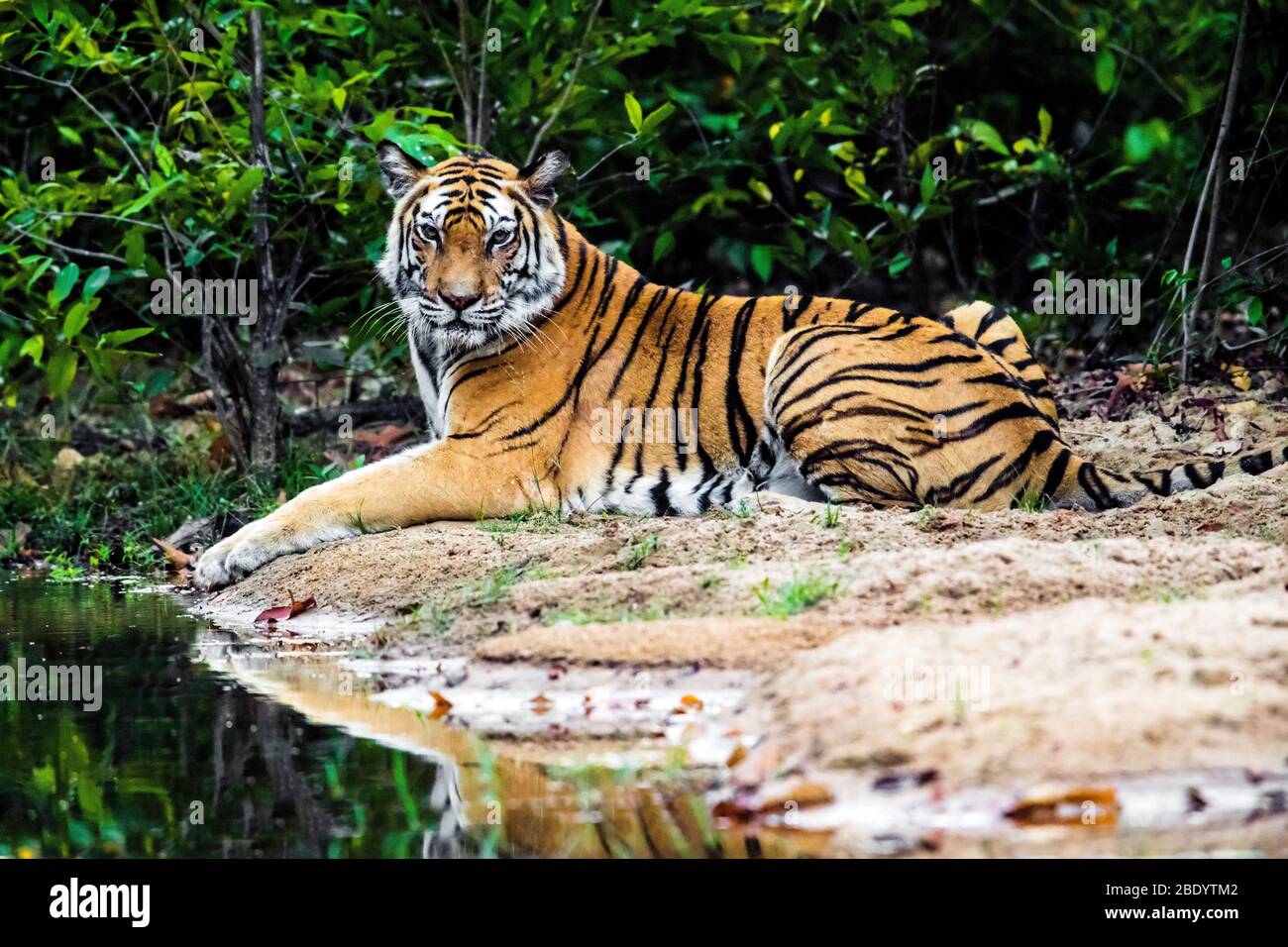 Neugieriger Tiger schaut Kamera an, Indien Stockfoto