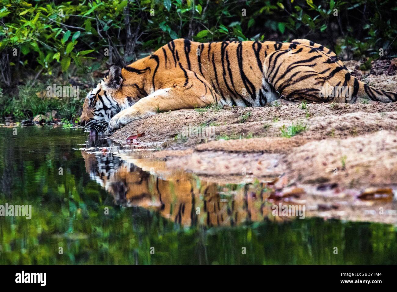 Erschöpfter Tiger löscht Durst, Indien Stockfoto