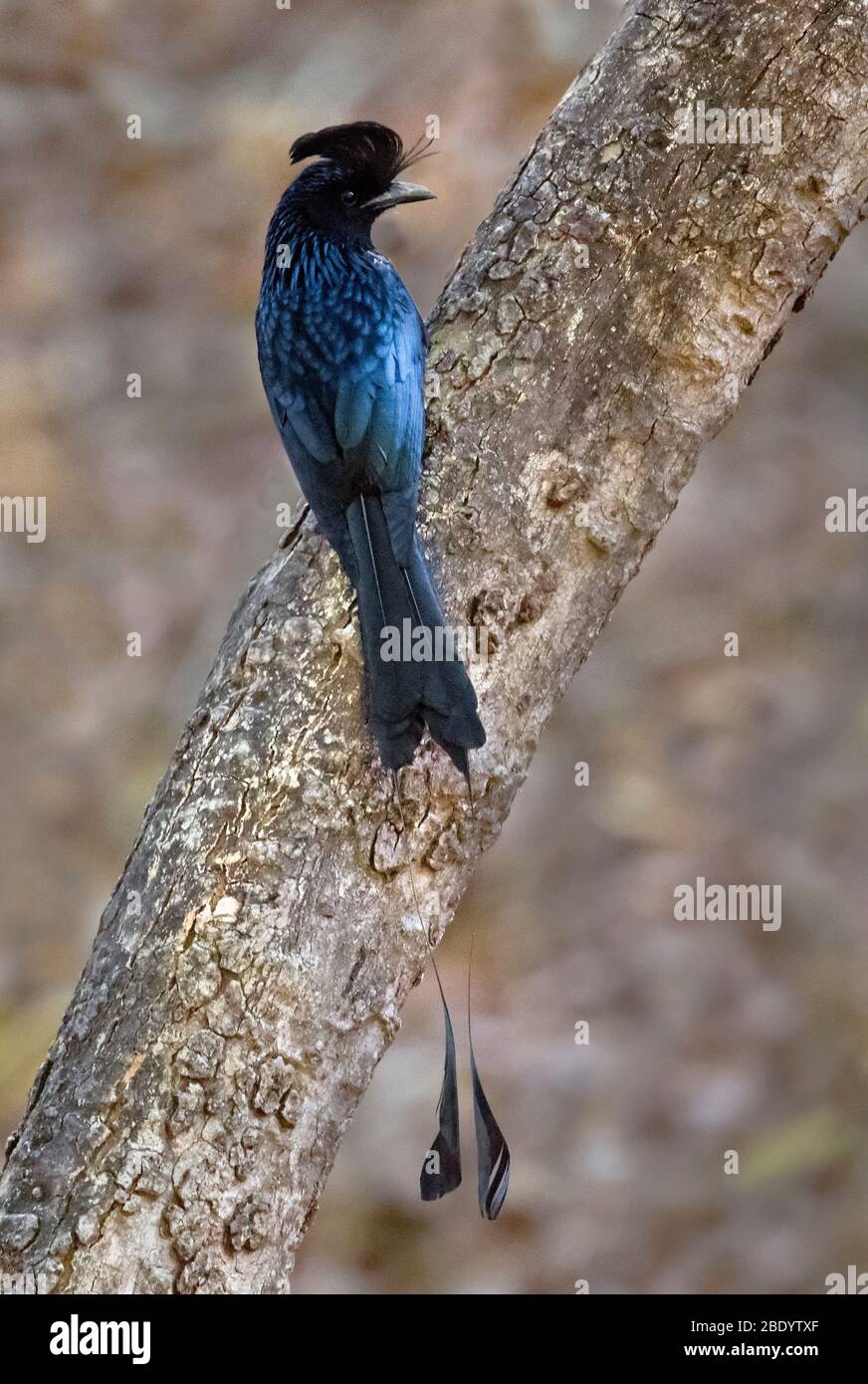 Drongo (Dicrurus paradiseus) auf Baumstamm, Indien Stockfoto