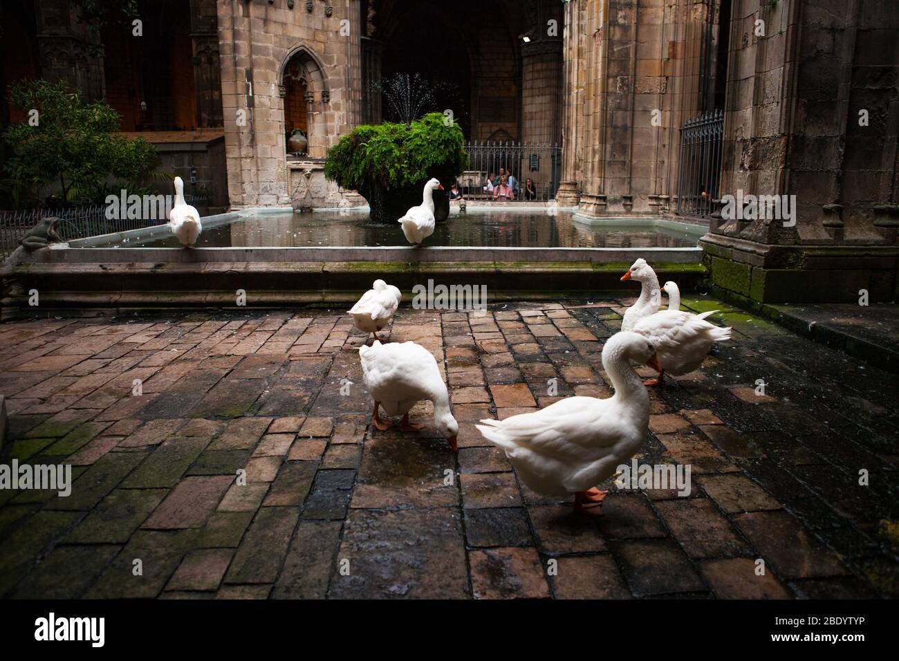 Barcelona, Spanien -17. Oktober 2016: Im Kreuzgang der Kathedrale bewachen 13 Gänse das Grab der Heiligen Eulalia, die von den Römern gemartert wurden. Stockfoto
