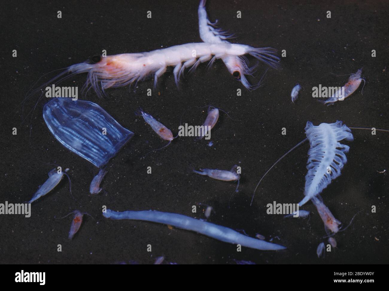 Gemischtes Zooplankton Stockfoto