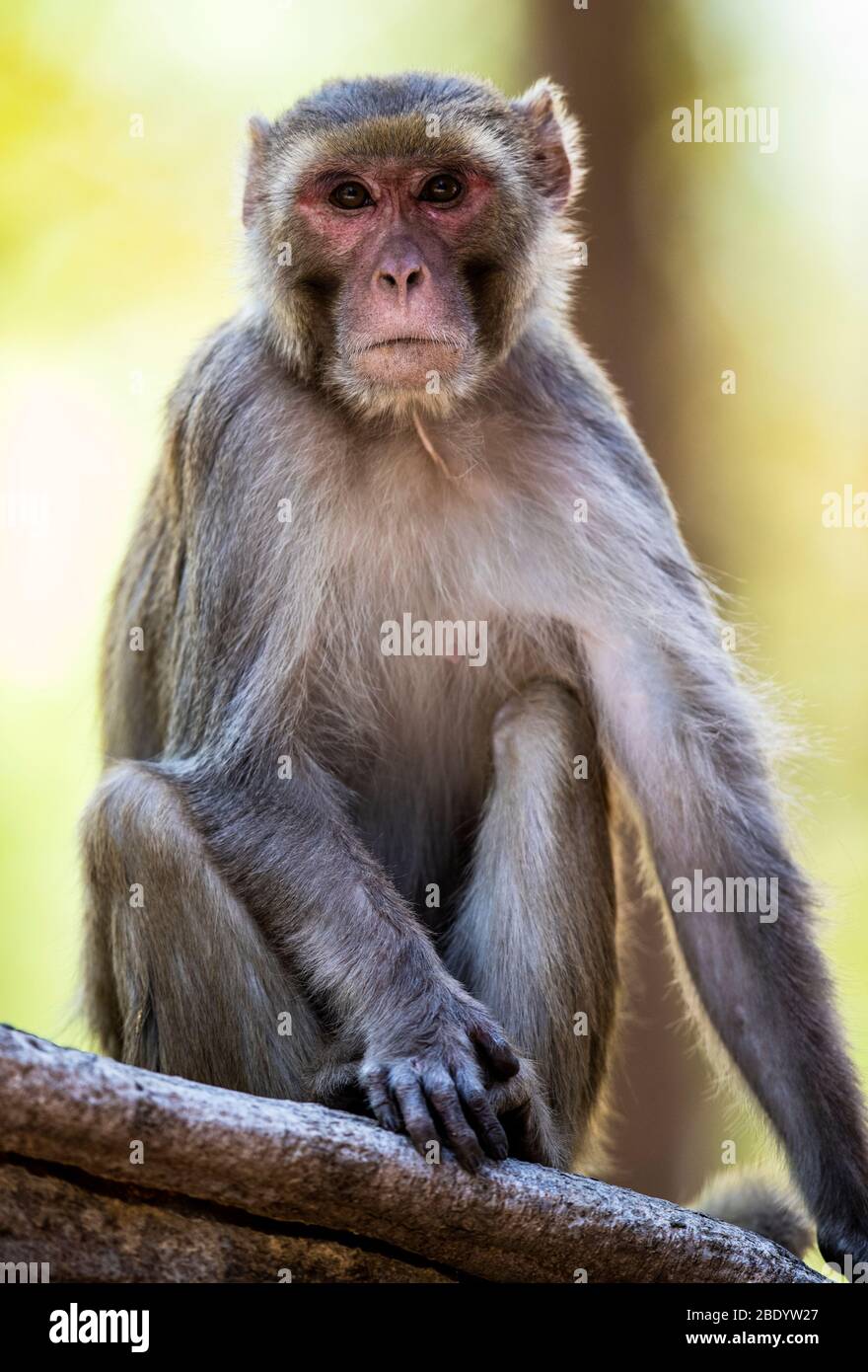 Rhesus macaque (Macaca mulatta) beim Betraken der Kamera, Indien Stockfoto