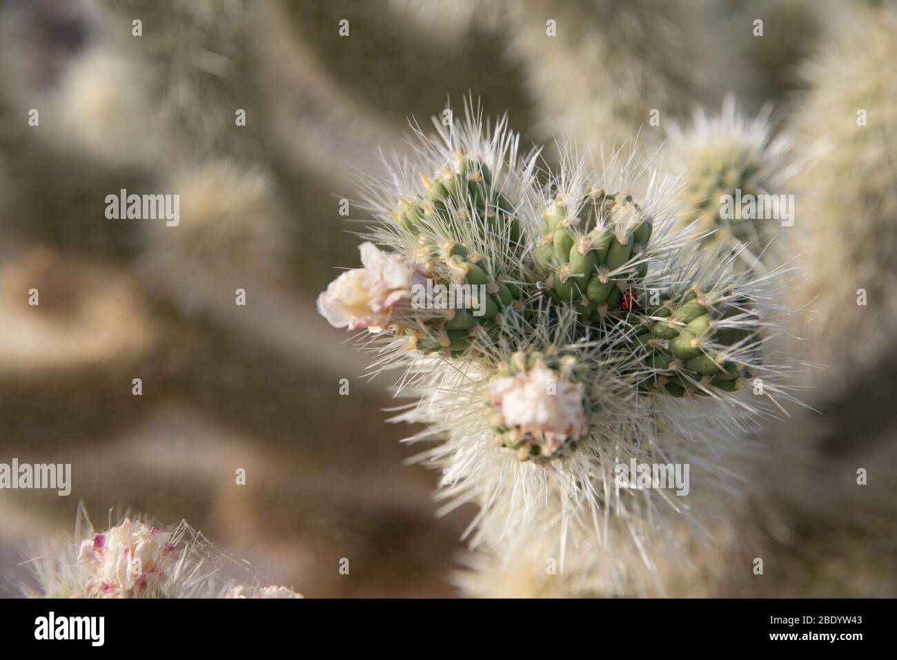 Eine Nahaufnahme eines stacheligen Kaktus mit kleinen Blüten, die mit geringer Schärfentiefe zu blühen beginnen. Stockfoto