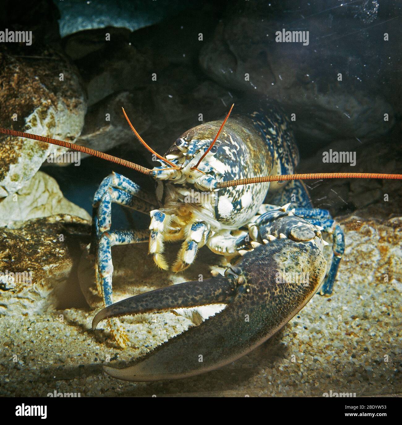 Blauer Hummer Stockfoto