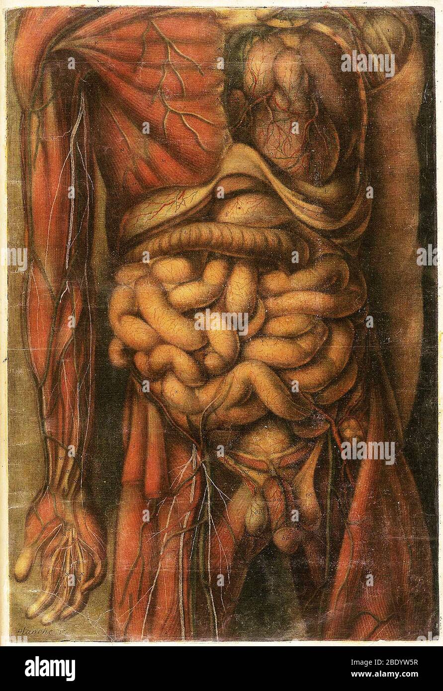 Anatomie Generale Des Visceres Stockfoto