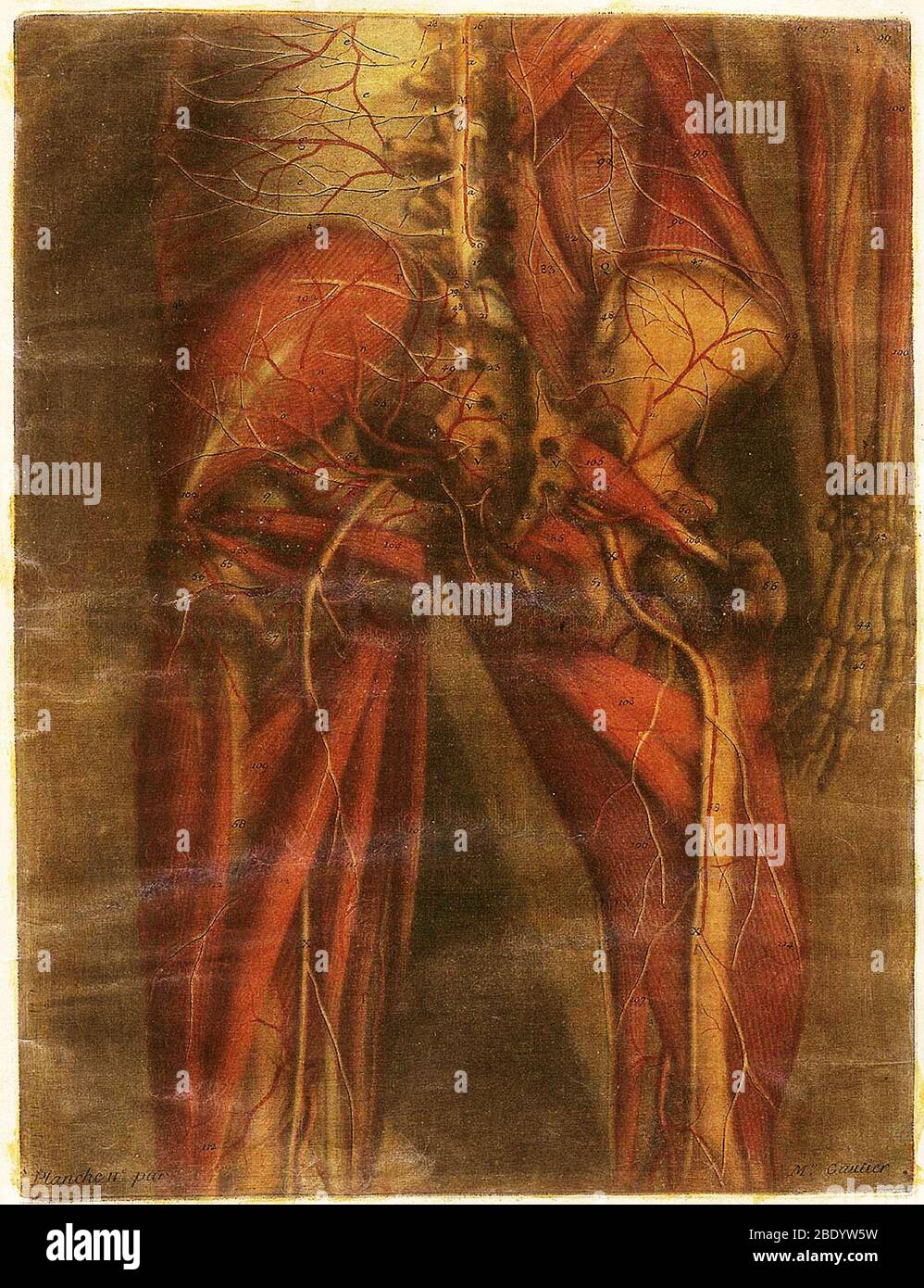 Anatomie Generale Des Visceres Stockfoto
