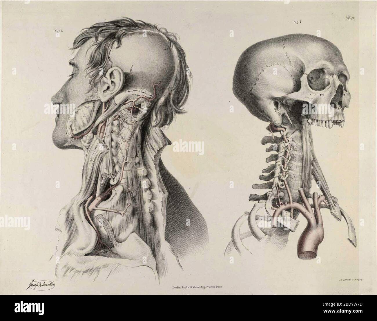 Historische anatomische Abbildung Stockfoto