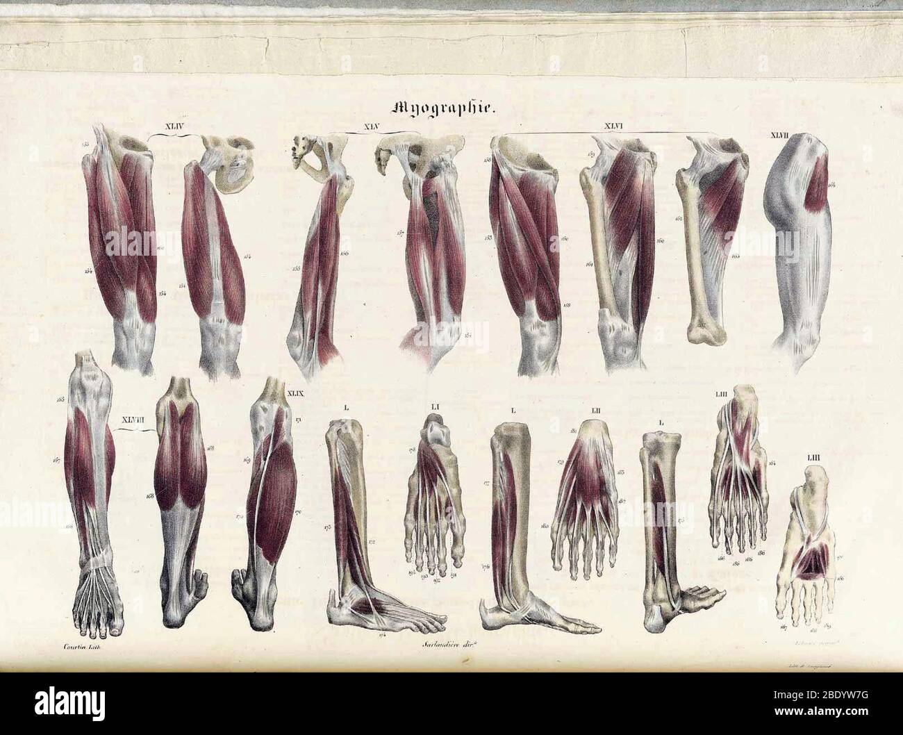 Anatomie Methodique Illustrationen Stockfoto