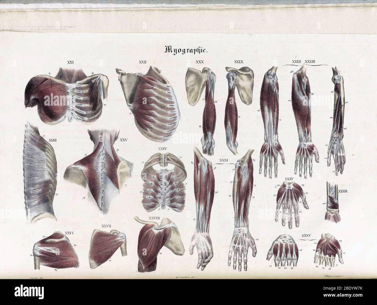 Anatomie Methodique Illustrationen Stockfoto