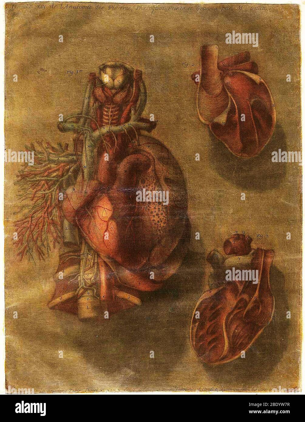 Anatomie Generale Des Visceres Stockfoto