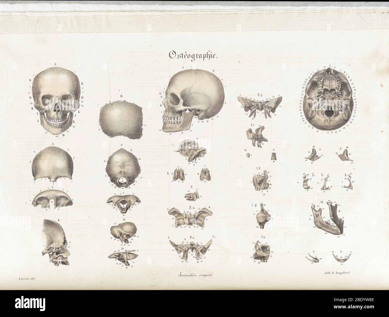 Anatomie Methodique Illustrationen Stockfoto