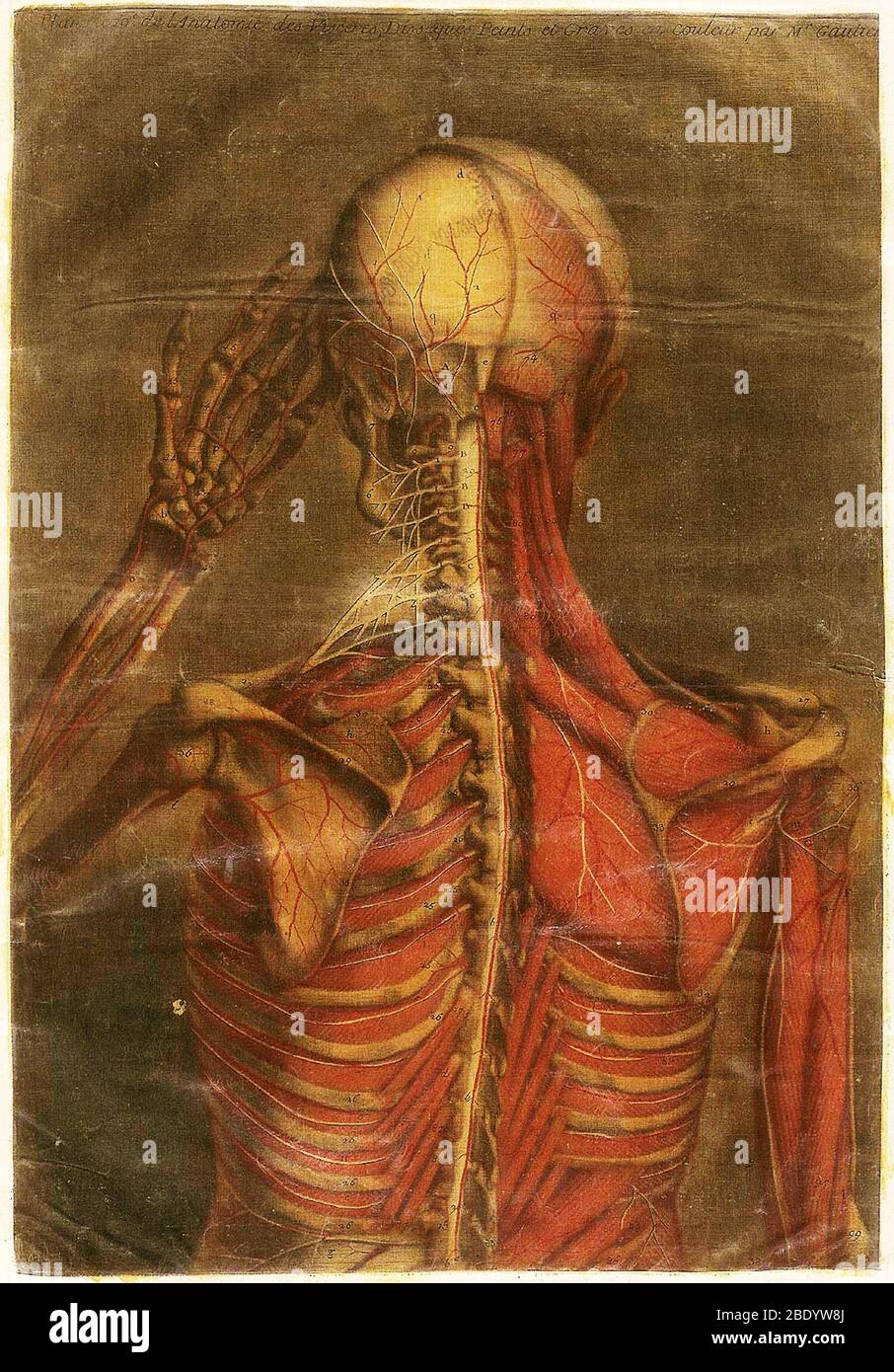 Anatomie Generale Des Visceres Stockfoto