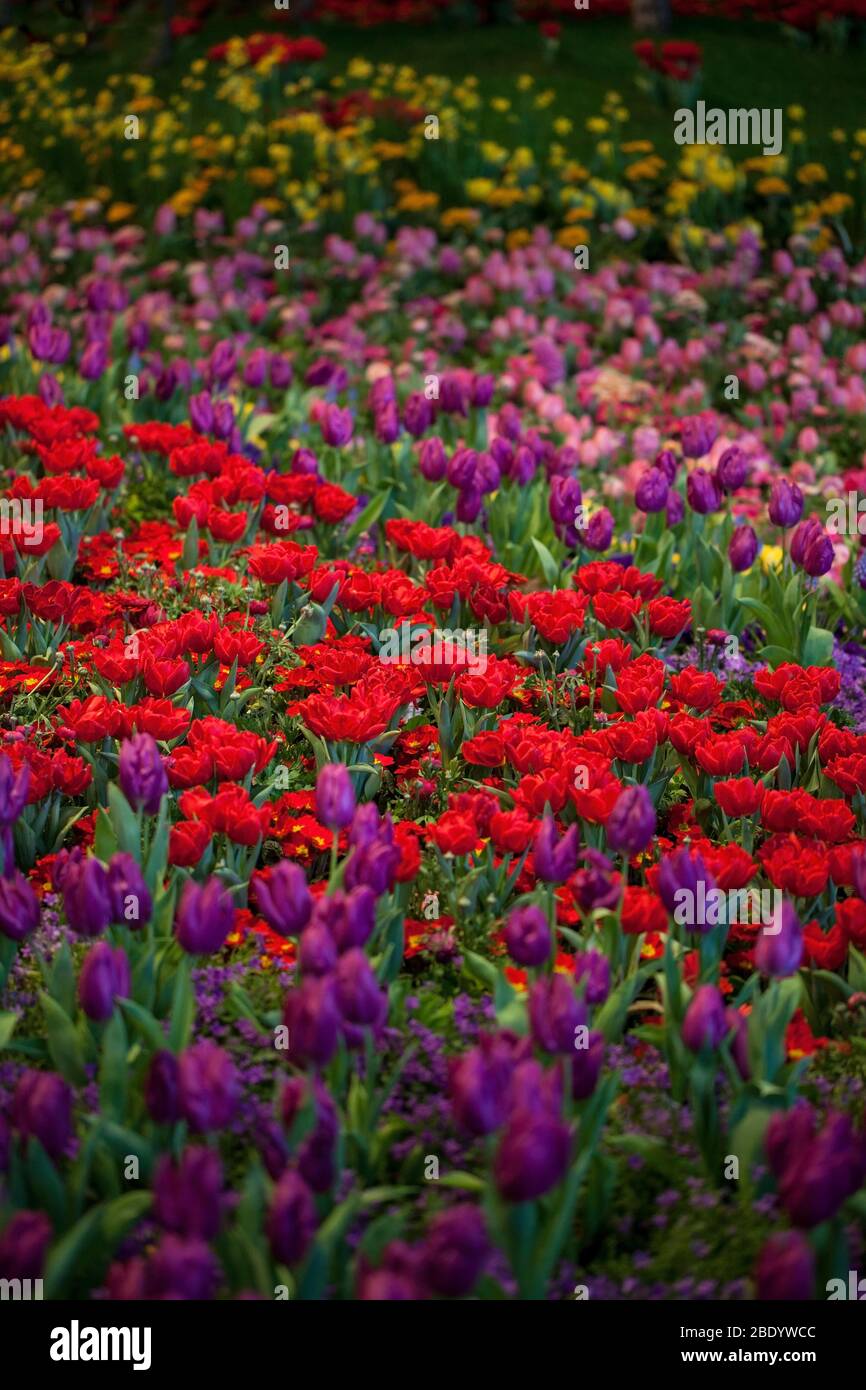 Bunte Tulpen, Hyacinthus, Narcissus, Primula, Ranunculus Blumenbeete in der Internationalen Grünen Woche, Messe Berlin, 2020 Stockfoto