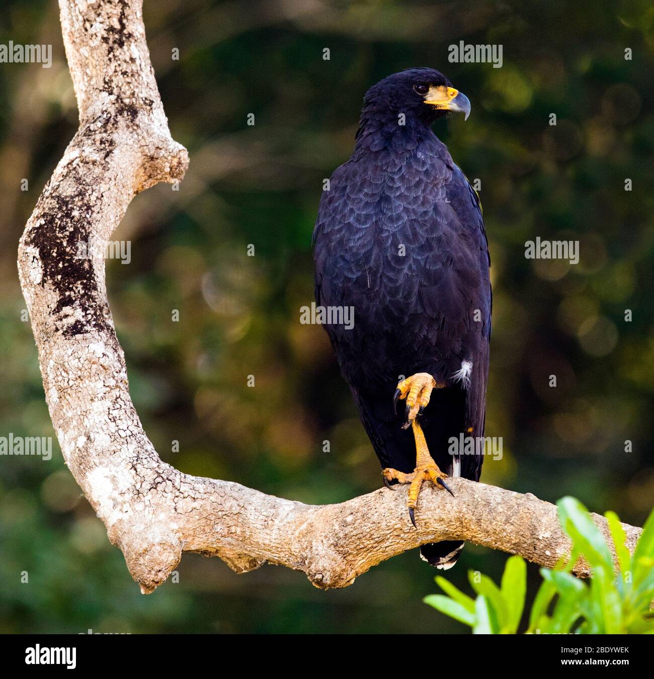 Großer schwarzer Falke (Buteogallus urubitinga) auf Ast, Pantanal, Brasilien Stockfoto