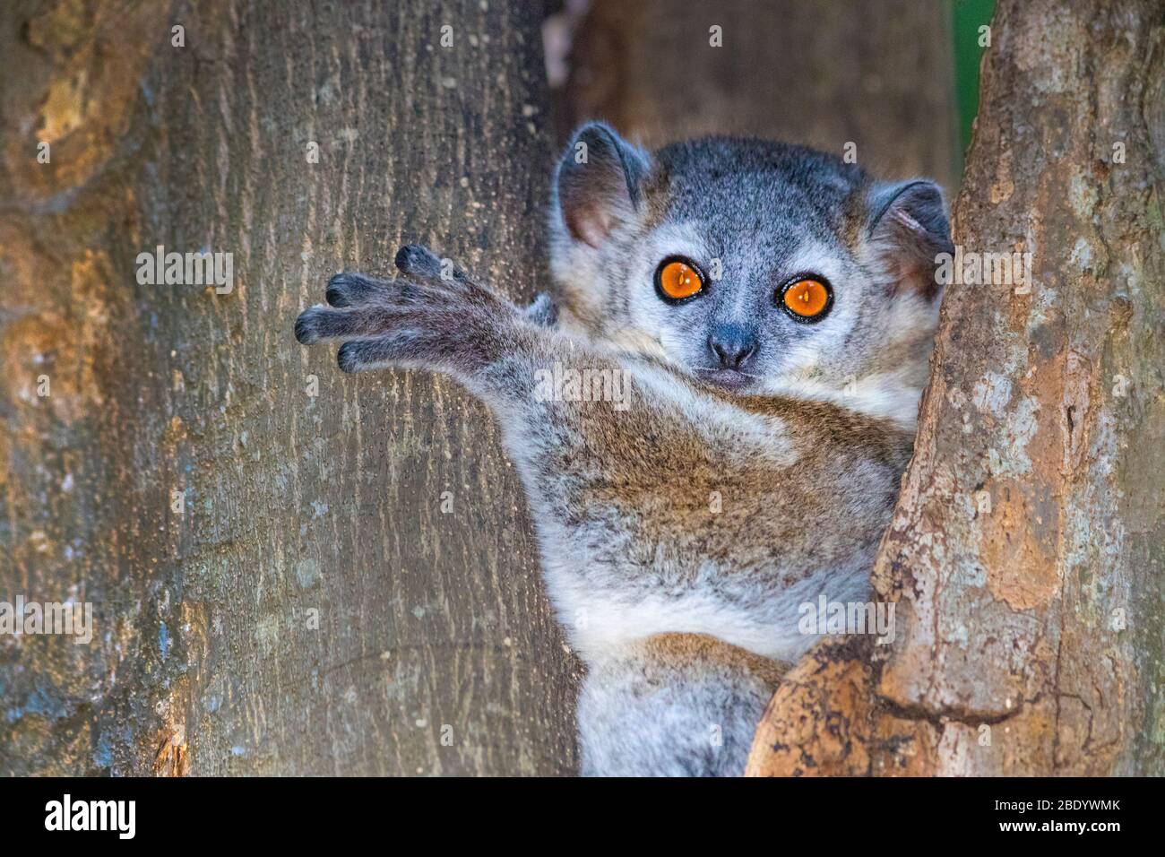 Weißfüßiger Sportivlemur (Lepilemur leucopus), Madagaskar Stockfoto