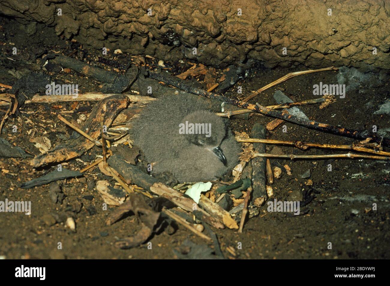 Dunkel geknallter Petrel Stockfoto