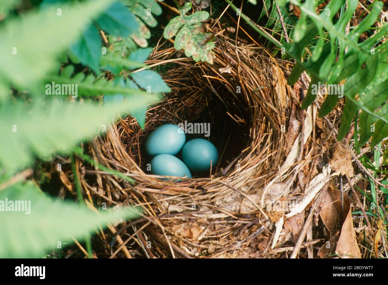 Robin's Nest Stockfoto