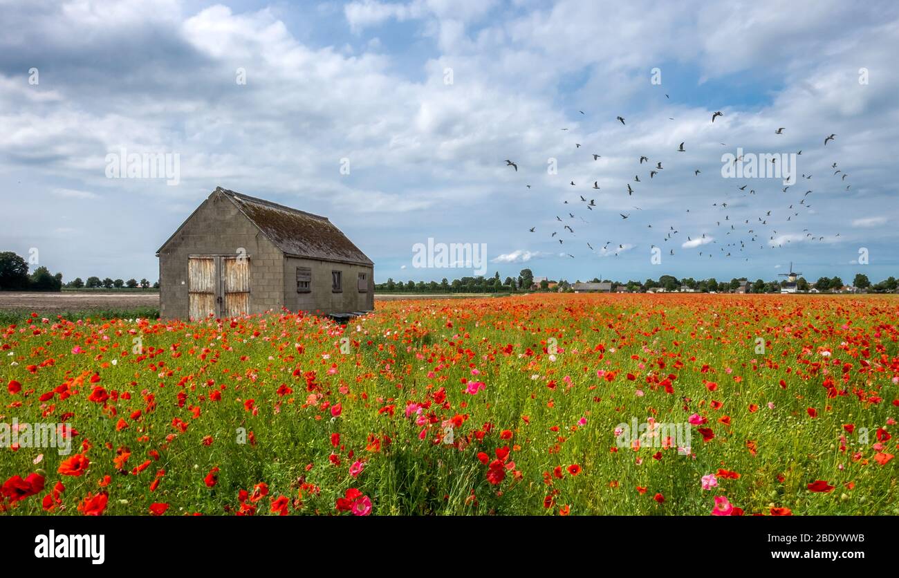 Feld mit lebendigen Mohnblumen mit alten Scheune und Vögel im Flug Stockfoto