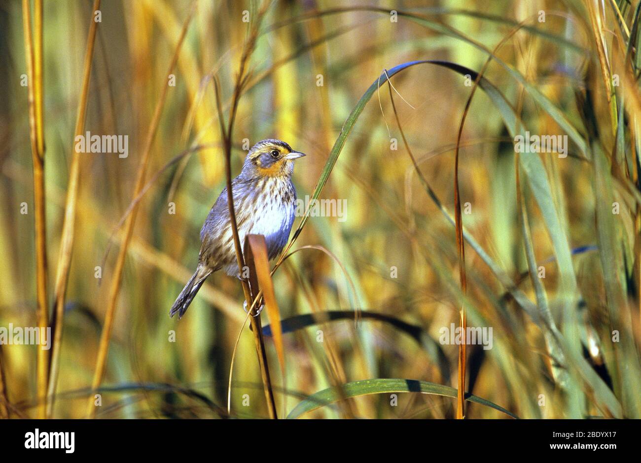 Saltmarsh Spatzen Stockfoto