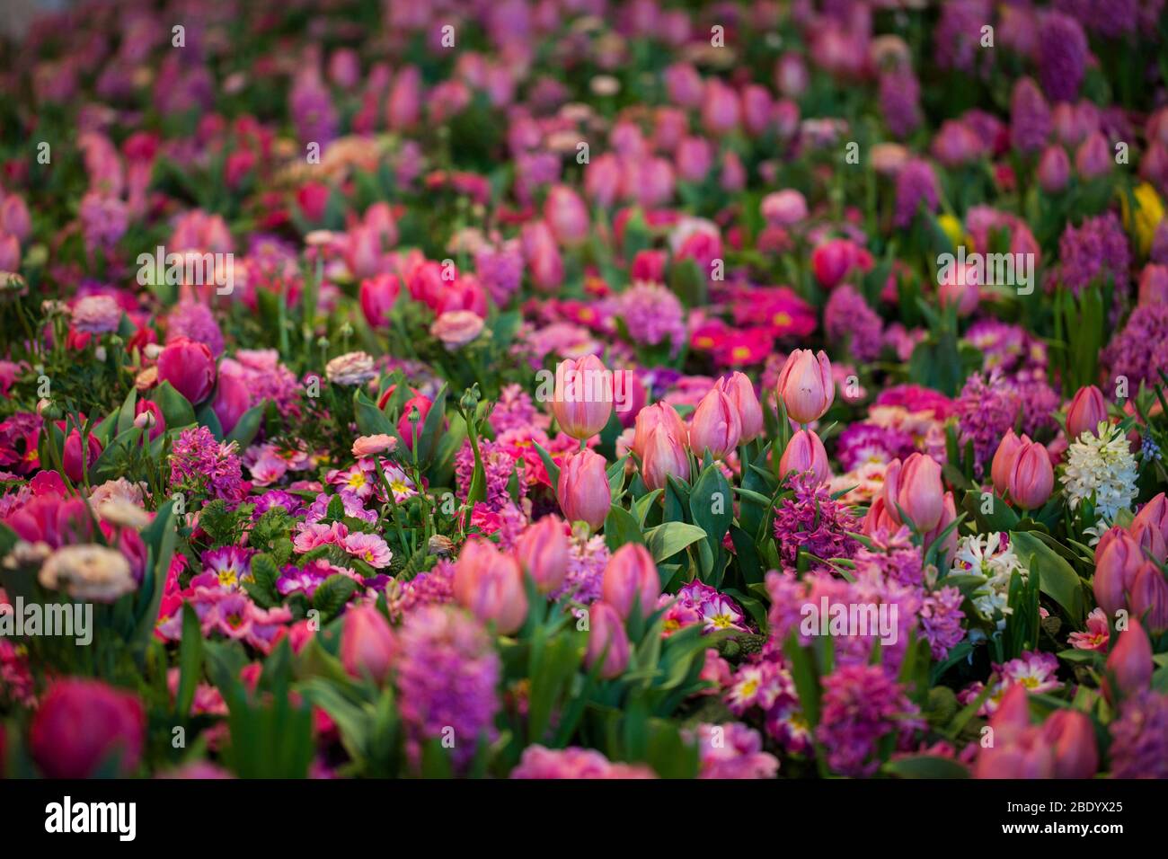 Bunte Tulpen, Hyacinthus, Narcissus, Primula, Ranunculus Blumenbeete in der Internationalen Grünen Woche, Messe Berlin, 2020 Stockfoto