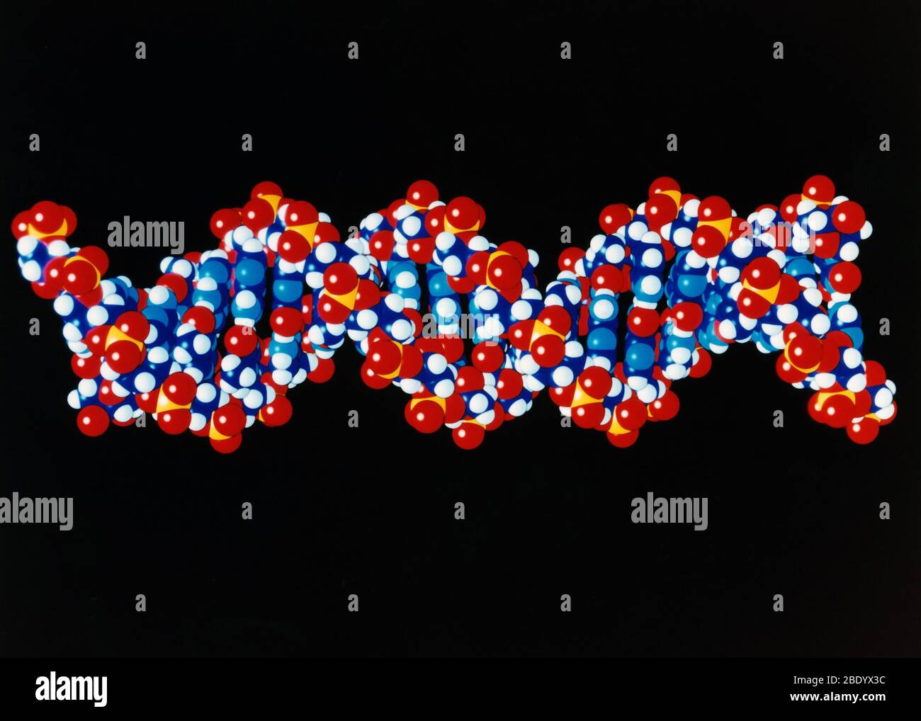 DNA, B-Form, 20 Basispaare Stockfoto