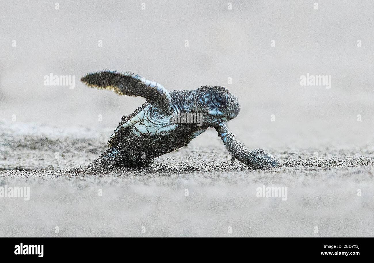 Grüne Meeresschildkröte (Chelonia mydas) schlüpft, Costa Rica Stockfoto