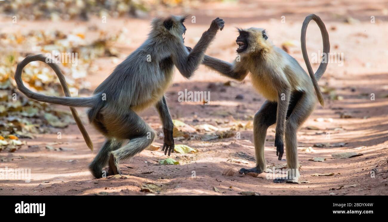 Languraffen (Semnopithecus) kämpfen, Indien Stockfoto