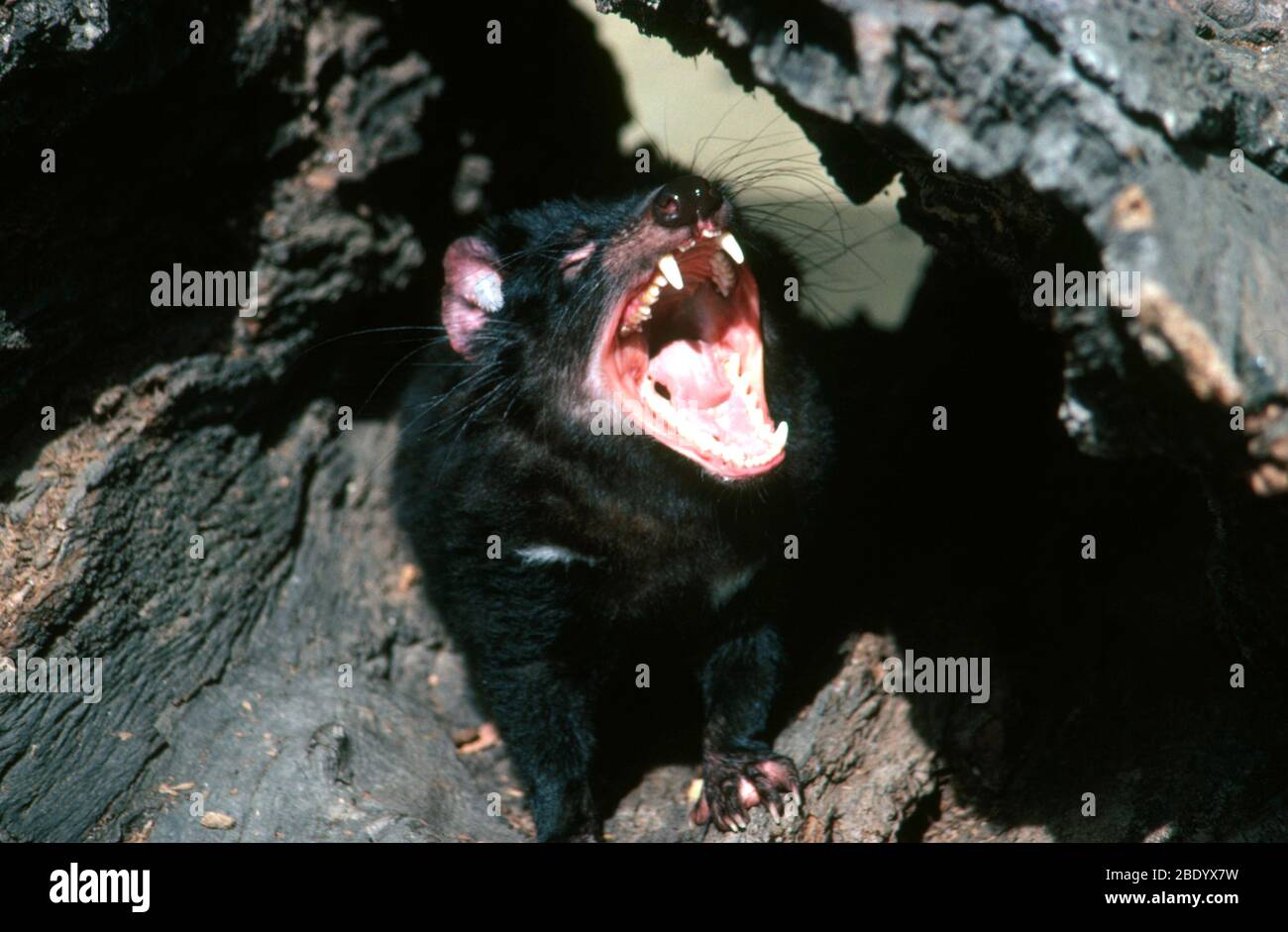 Tasmanischer Teufel Stockfoto