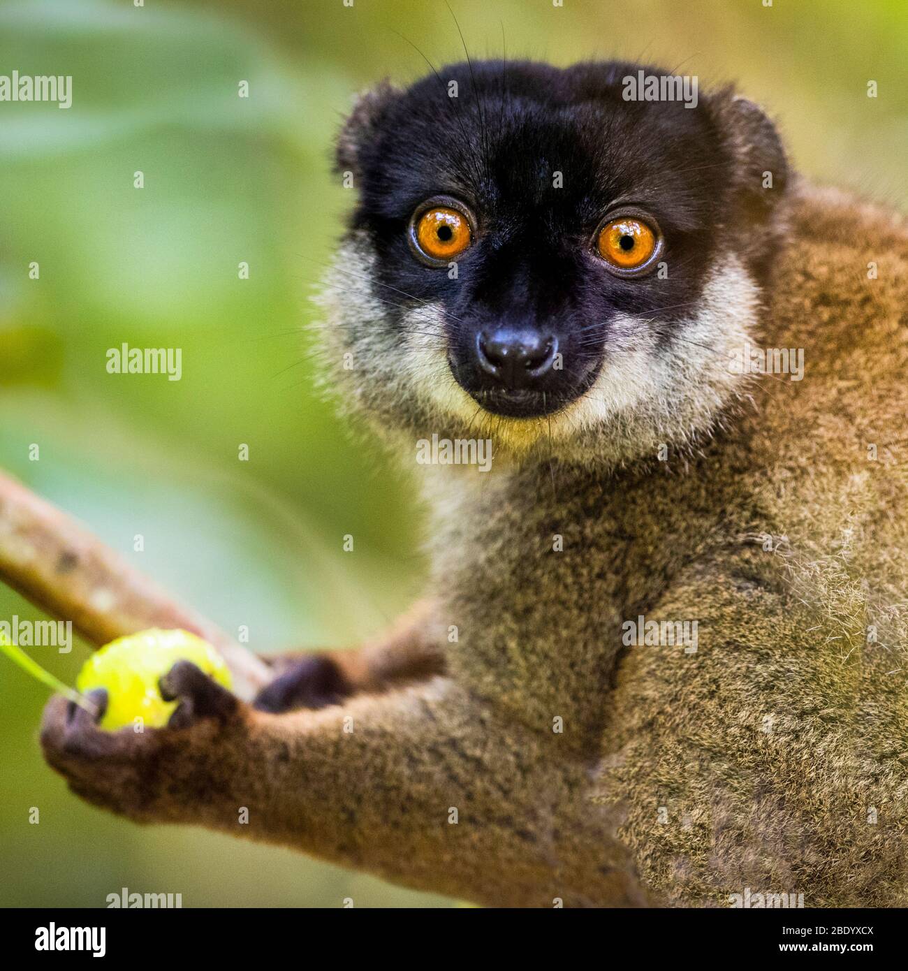 Gewöhnlicher brauner Lemur (Eulemur fulvus), der Früchte isst, Madagaskar Stockfoto