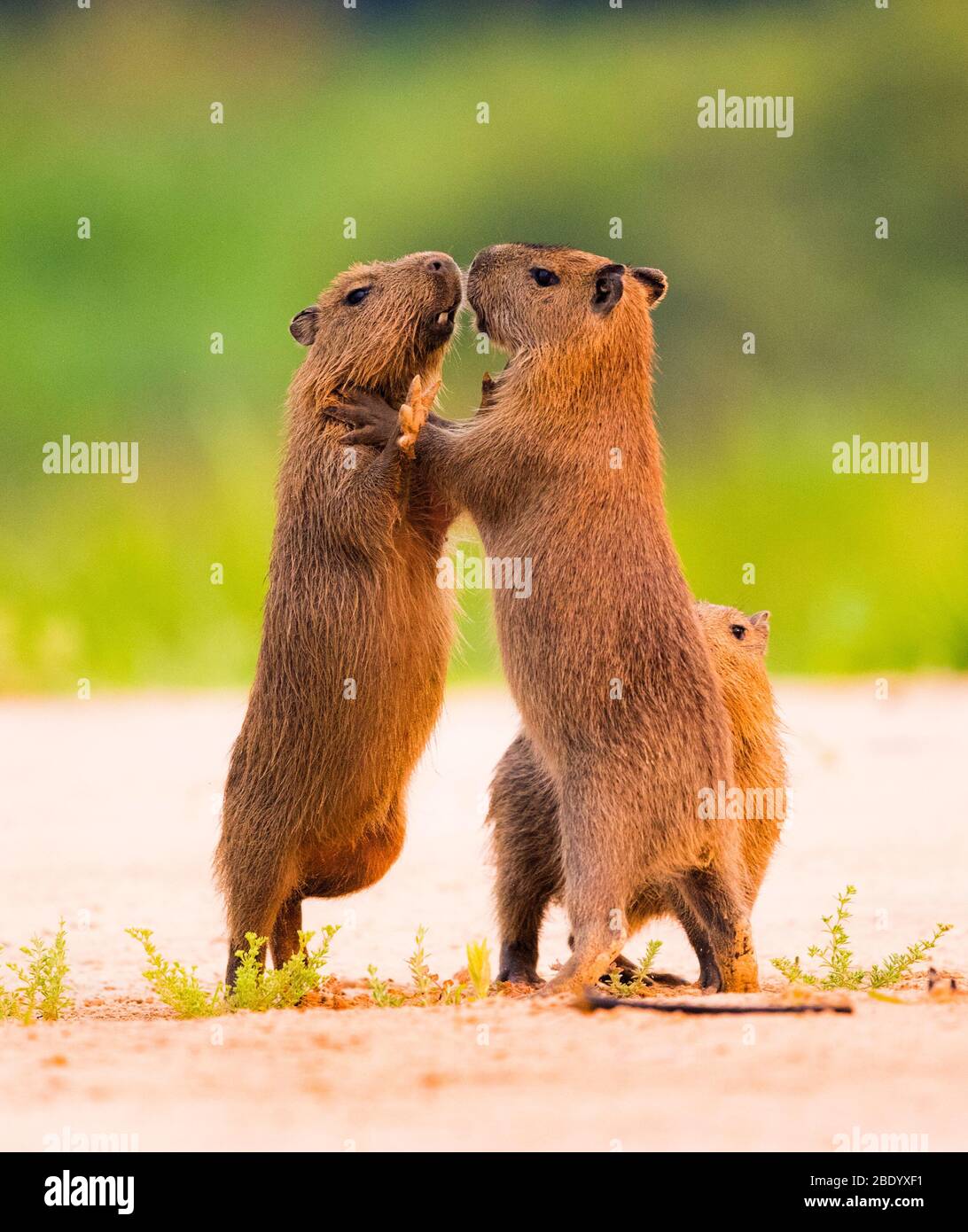 Capybaras (Hydrochoerus hydrochaeris) spielen, Pantanal, Brasilien Stockfoto