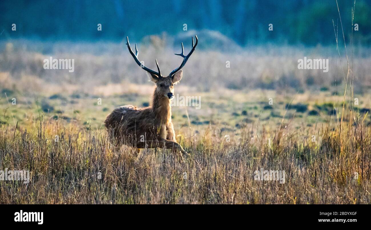 Barasingha (Rucervus duvaucelii) auf Weide, Indien Stockfoto