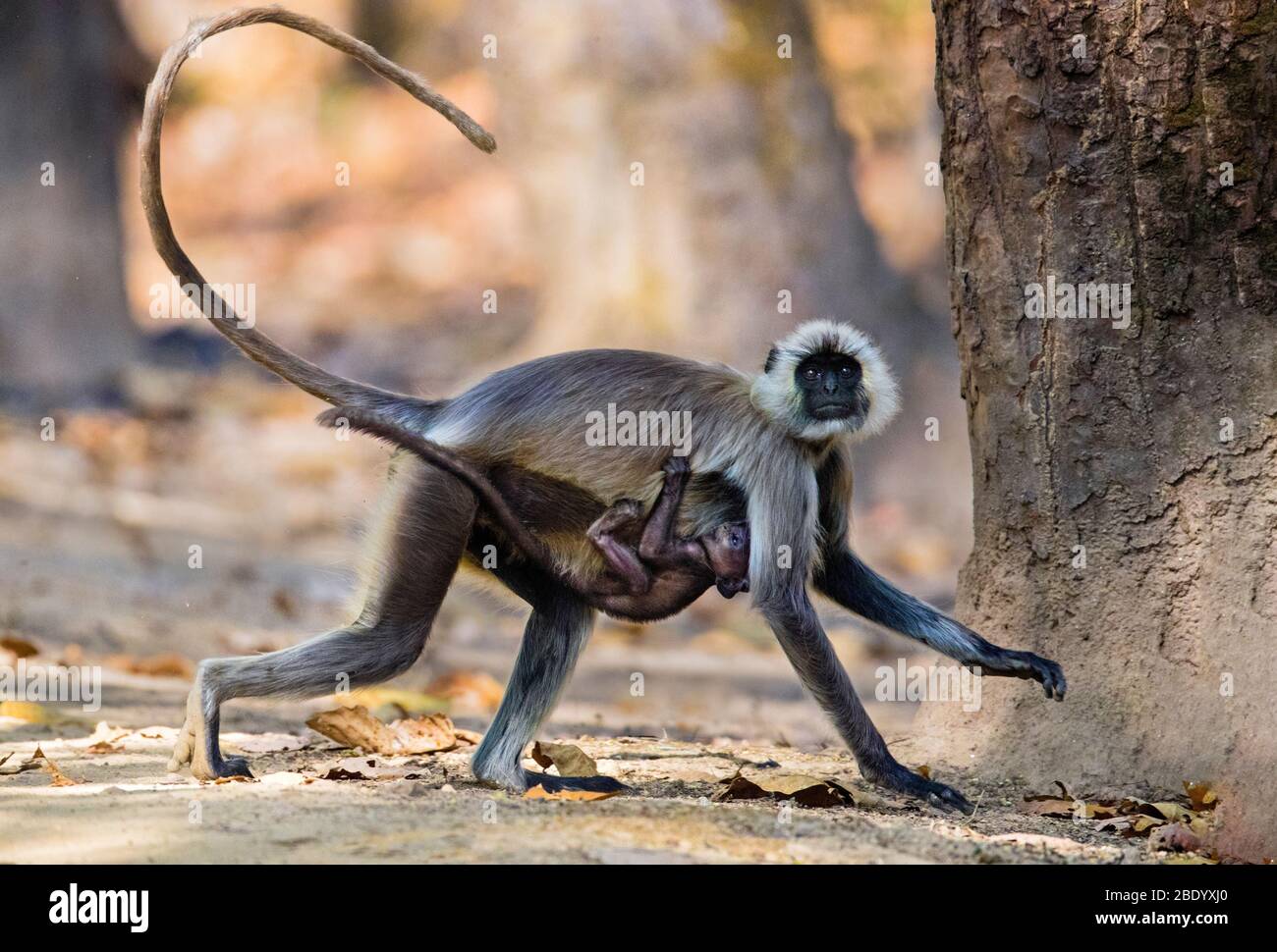 Blick auf Langur Affe Wandern mit Jungen, Indien Stockfoto
