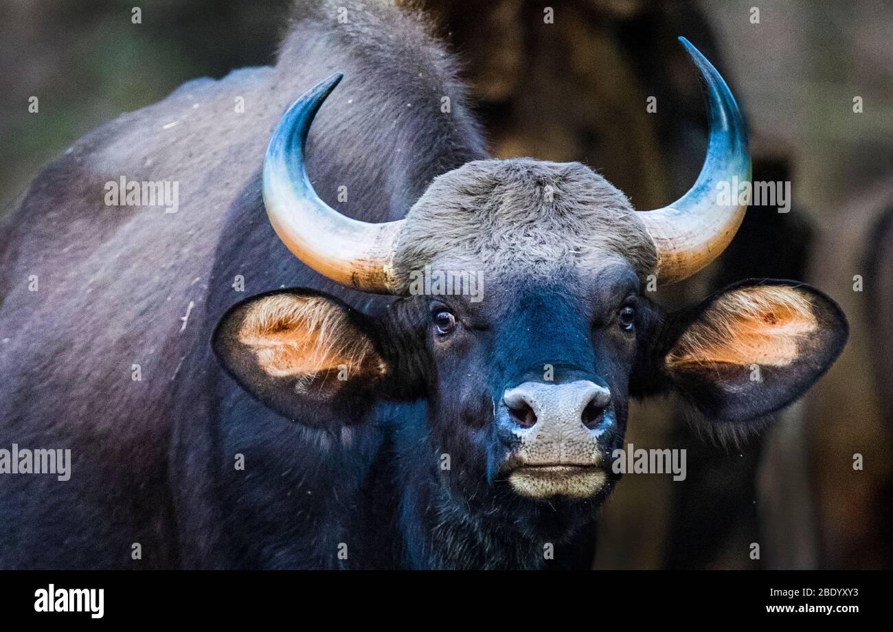 Porträt von Indischer Bisons, Indien Stockfoto