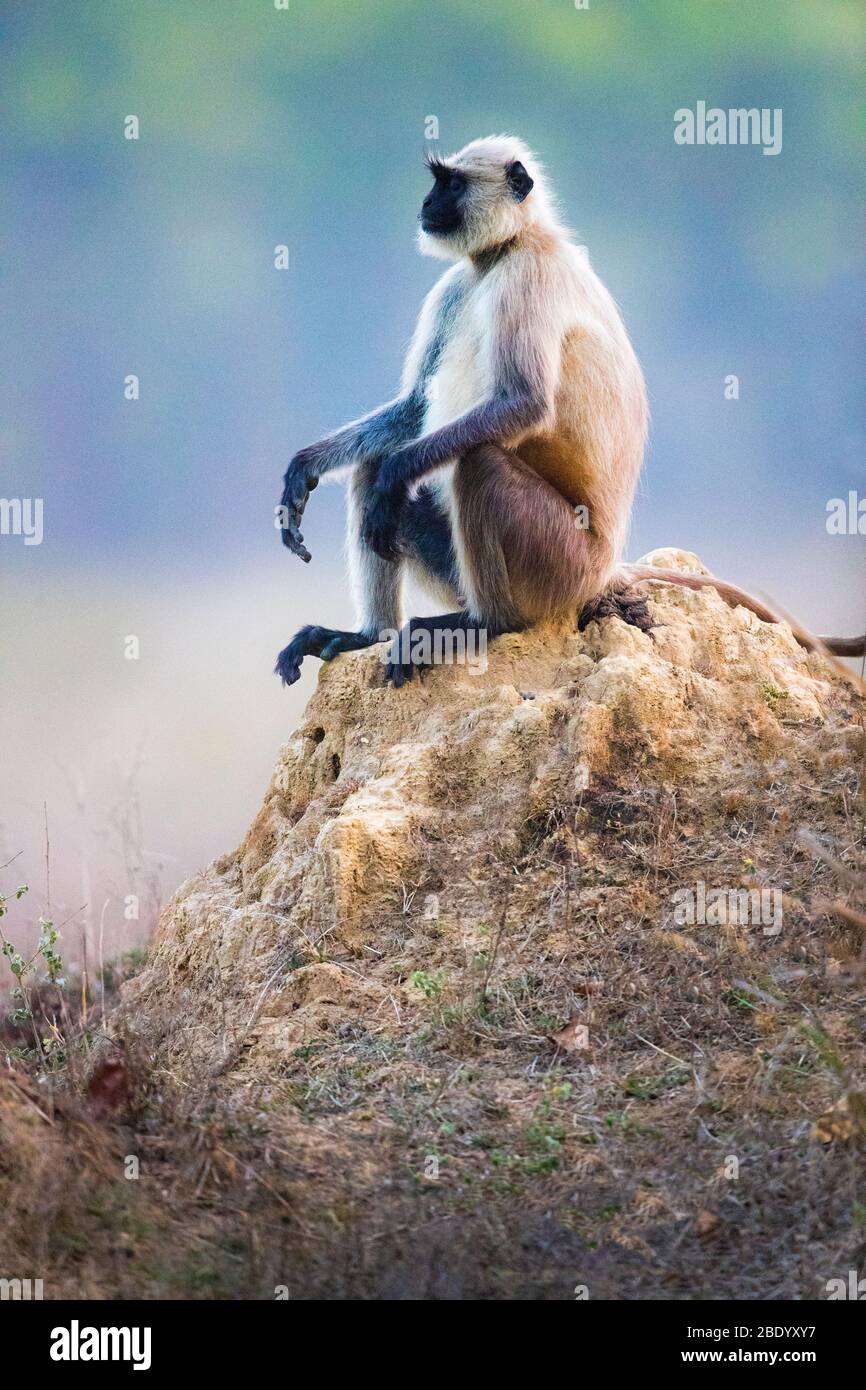 Blick auf langur Affe auf Felsen, Indien Stockfoto